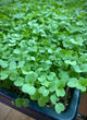 Micropousses Roquette