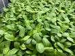 Micropousses Tournesol