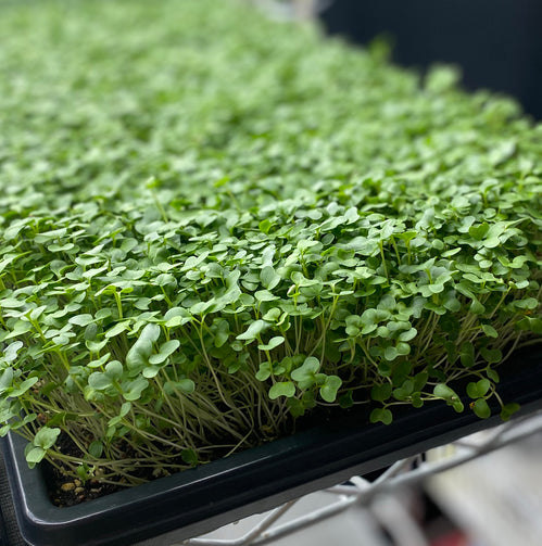 Black Kale Microgreens