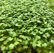 Micropousses Brocoli