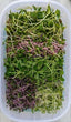 Microgreens Subscription Program-1 Month Weekly Delivery