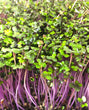 Red Cabbage Microgreens