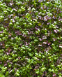 Spicy Microgreens Mix