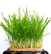 Wheatgrass Live Tray For Pets