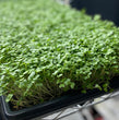 Black Kale Microgreens