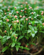 Cilantro Microgreens