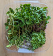 Microgreens Discovery Box