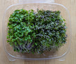 Duo Pack - Mellow and Spicy Microgreens Mix