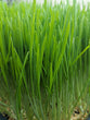 Wheatgrass Microgreens